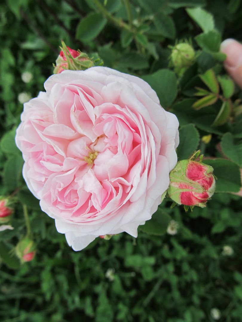 belle isis photo belleisis_zps5f91dda6.jpg